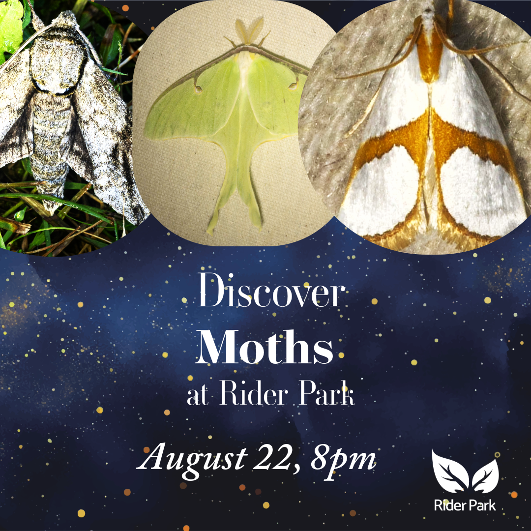 Moths – August